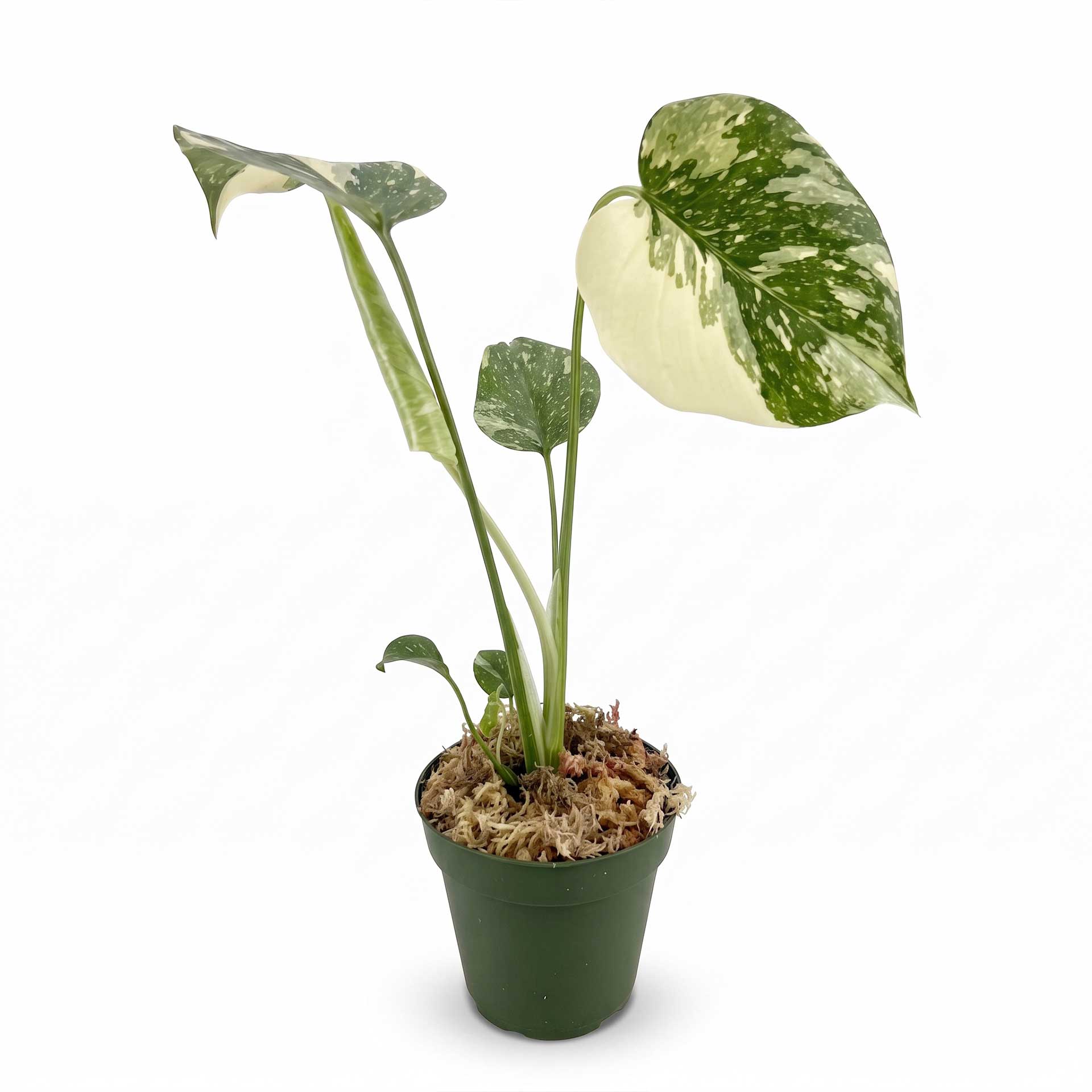 Monstera Thai Constellation