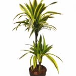 Dracena Lemon Lime (Dracaena fragrans 'Lemon Lime')