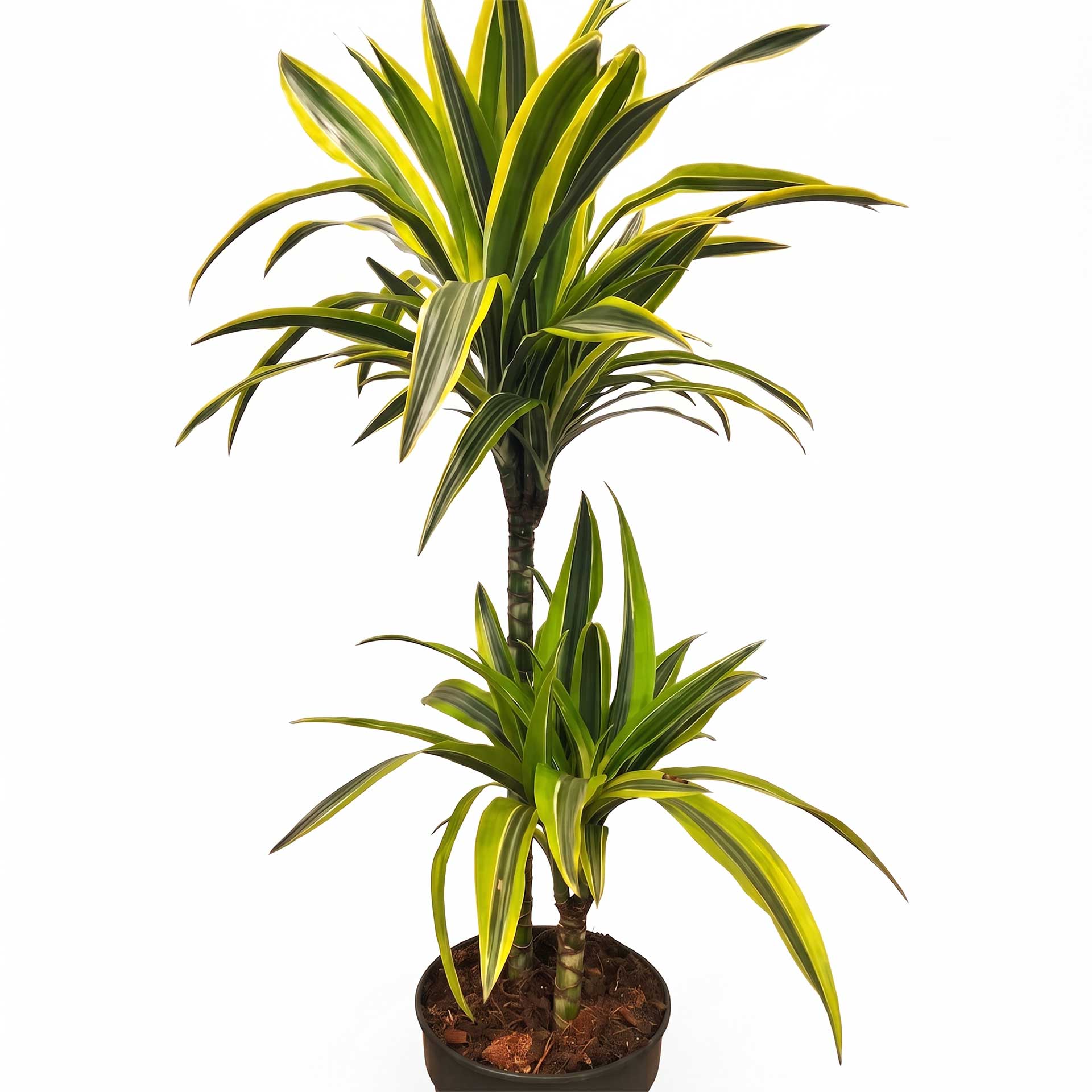 Dracena-lemon-lime-woodshop