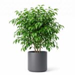 Ficus benjamin pianta ornamentale da appartamento in vaso su sfondo bianco
