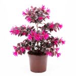 Loropetalum chinense rubrum arbusto a foglie bordeaux e fiori fucsia su sfondo bianco