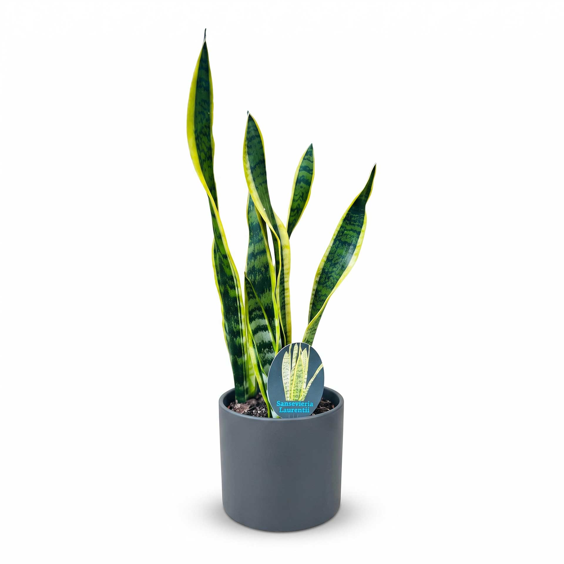 Sansevieria trifasciata pianta succulenta con foglie verticali su sfondo bianco