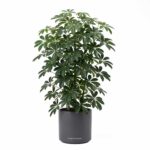 Schefflera arboricola pianta ombrello sempreverde in vaso su sfondo bianco