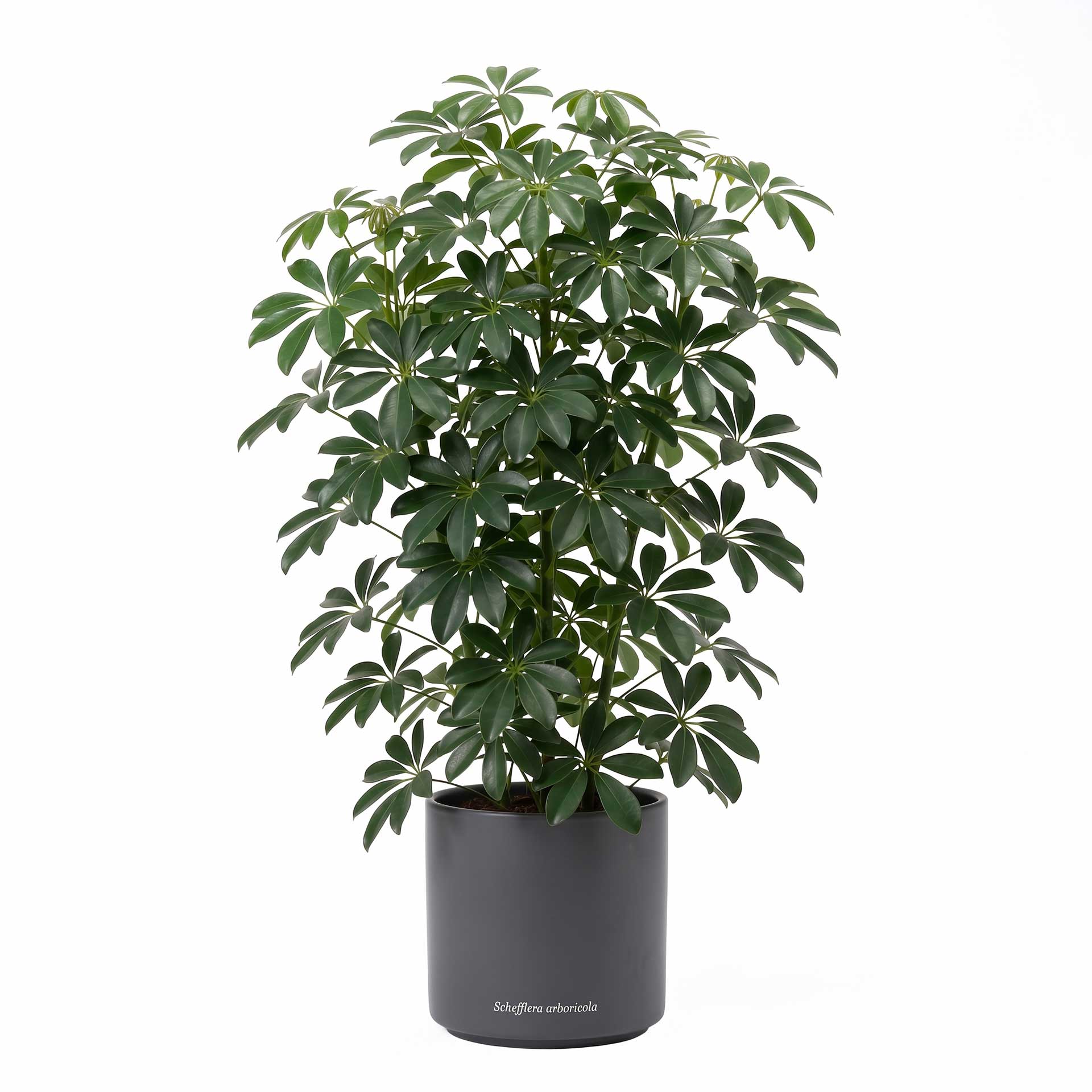 Schefflera arboricola pianta ombrello sempreverde in vaso su sfondo bianco