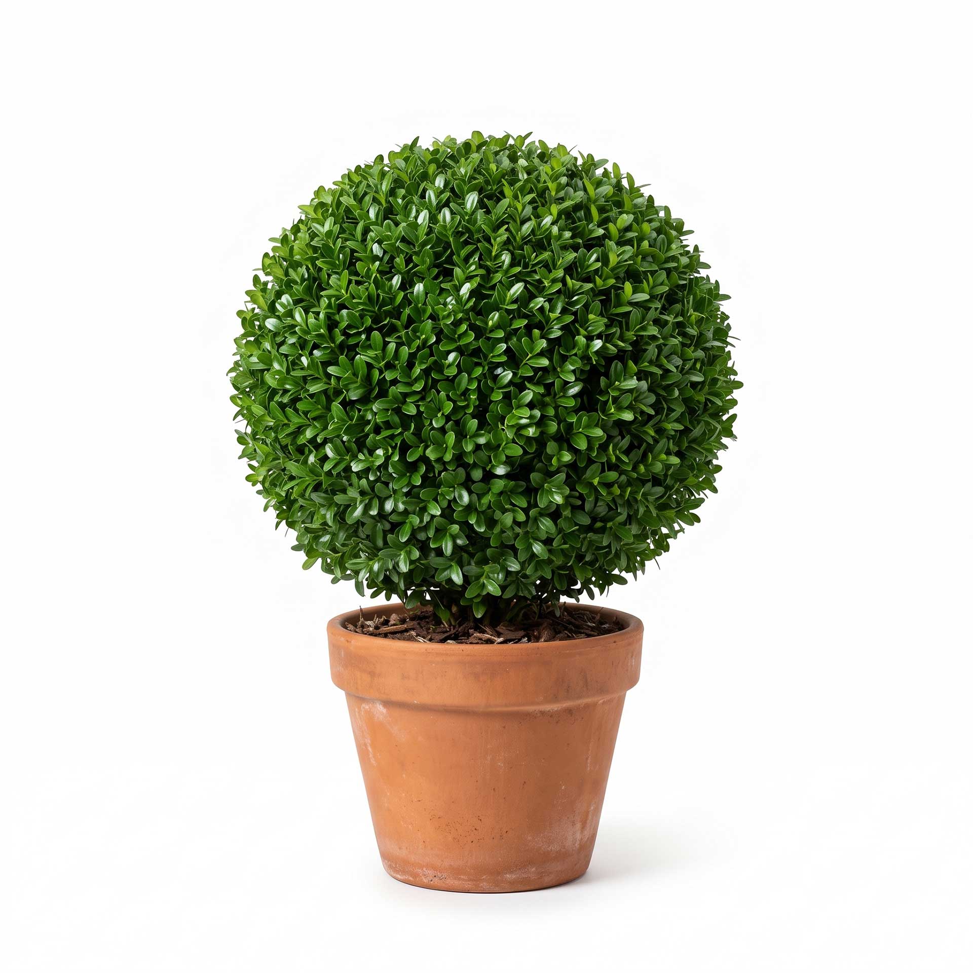 Bosso Faulkner a sfera pianta topiaria sempreverde in vaso su sfondo bianco