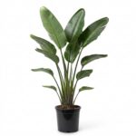 Strelitzia Nicolai (Uccello del Paradiso gigante)