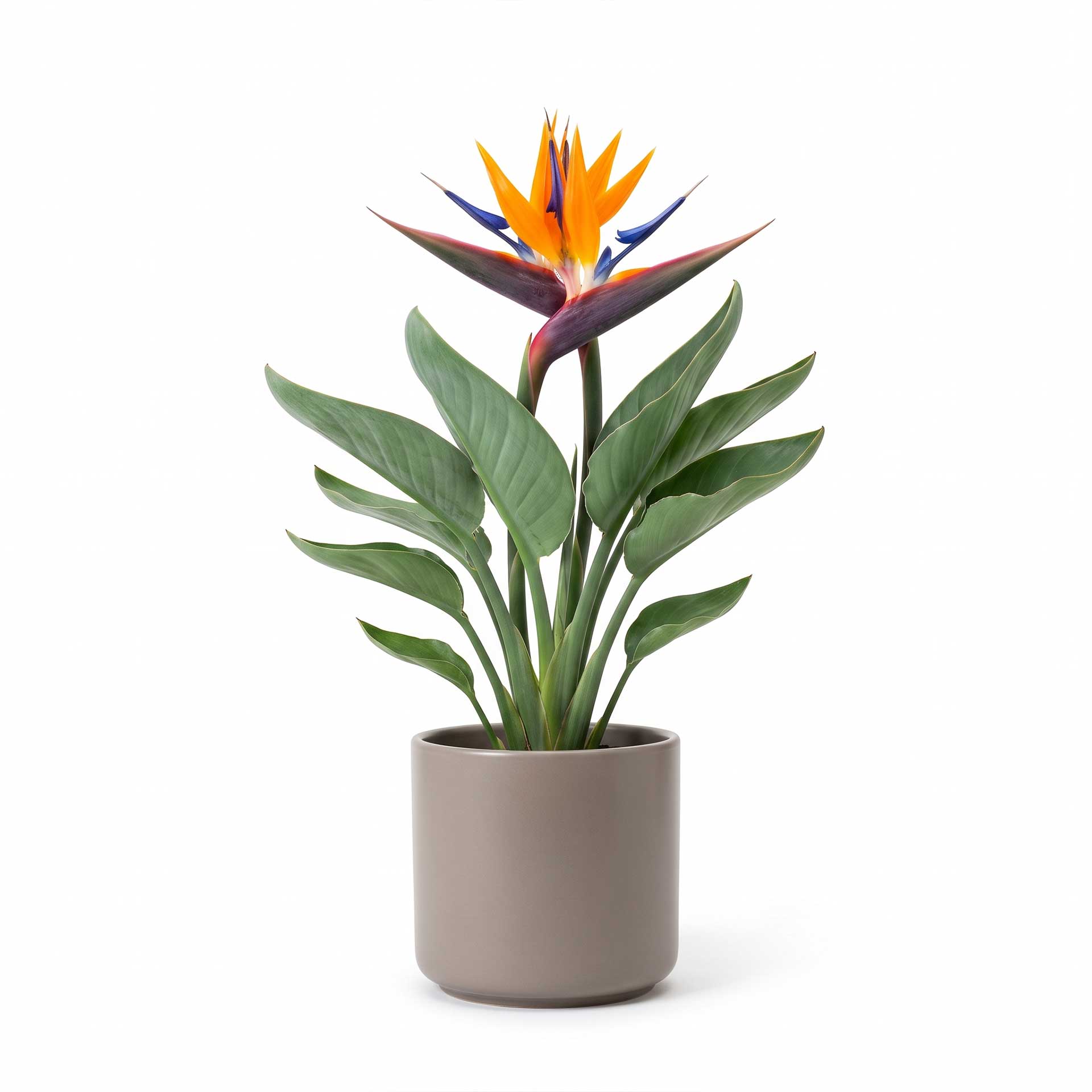 Strelitzia reginae pianta con fiore arancione e blu uccello del paradiso su sfondo bianco