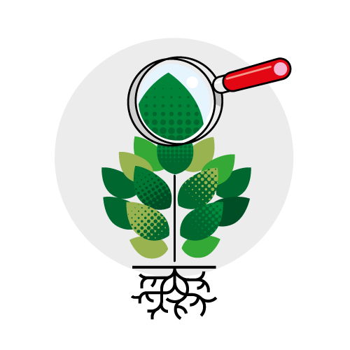 Selezione Rigorosa delle Piante